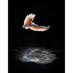 Duncan Robert Anderson: Messengers and Oracles