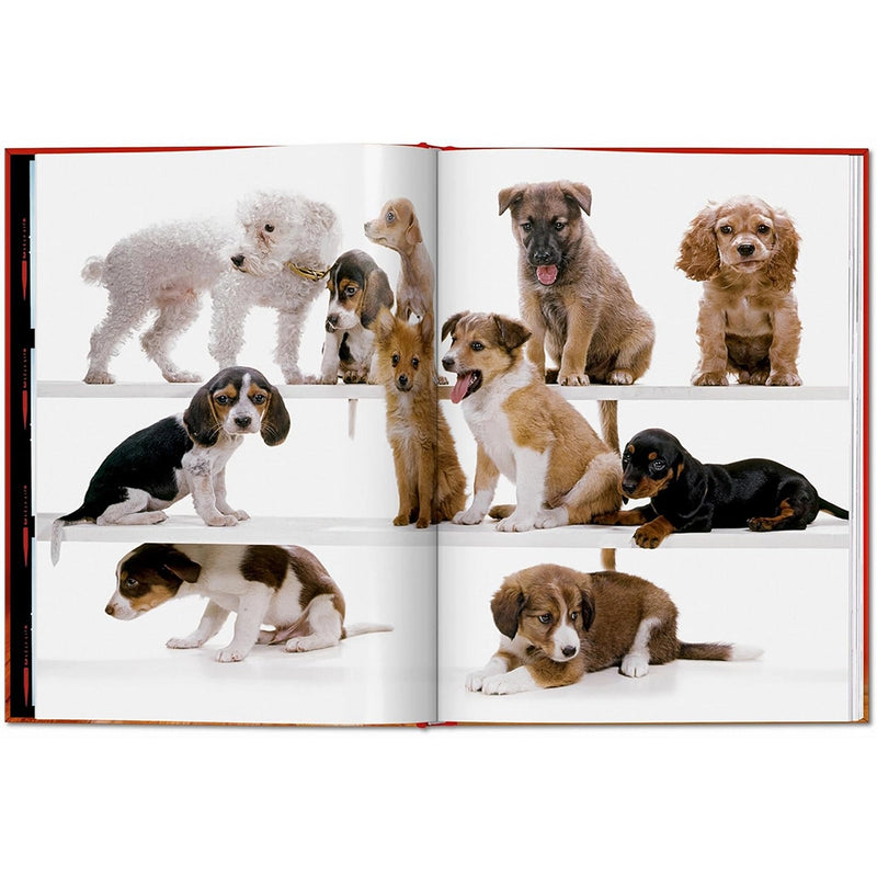 Walter Chandoha. Dogs. Photographs 1941-1991