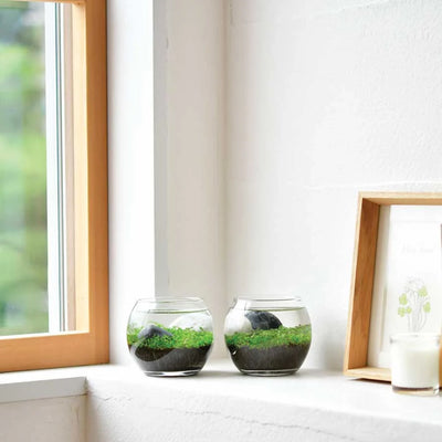 Water Garden Plant Aquarium