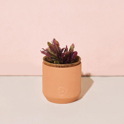 Tiny Terracotta Grow Kit Poinsettia 