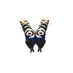Nick Cave Butterfly Vinyl Sticker  