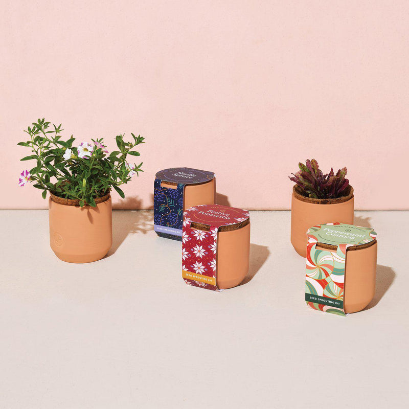 Tiny Terracotta Grow Kit  